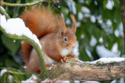 animalisch274