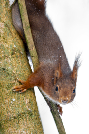 animalisch275