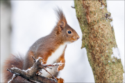 animalisch276
