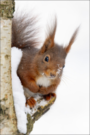 animalisch277