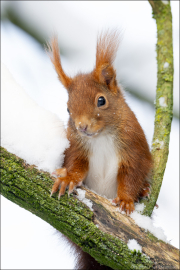 animalisch279