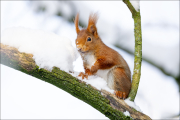 animalisch281