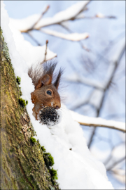 animalisch285