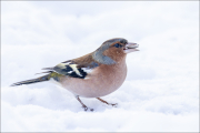 animalisch287