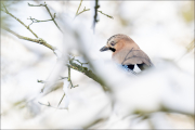 animalisch288