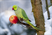 animalisch292