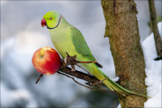 animalisch293