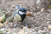 animalisch298
