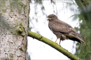 animalisch301