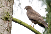 animalisch302