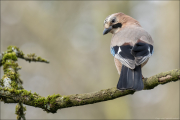 animalisch306