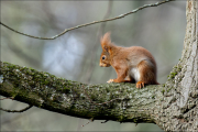 animalisch307