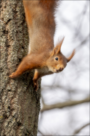 animalisch308