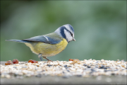 animalisch313