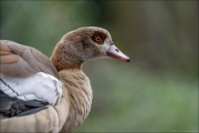animalisch323