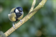 animalisch327
