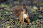 animalisch328