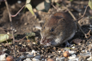 animalisch331