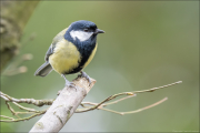 animalisch334
