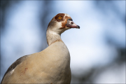 animalisch336
