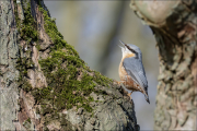 animalisch337