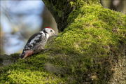 animalisch344