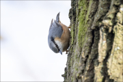 animalisch347