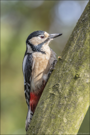 animalisch355