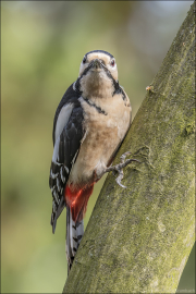 animalisch356
