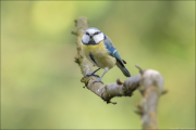 animalisch357