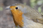 animalisch359