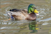 animalisch363