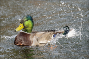 animalisch364