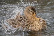 animalisch365