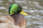 animalisch367
