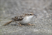 animalisch370