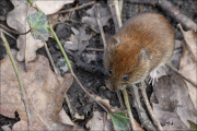 animalisch374