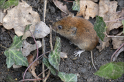 animalisch375