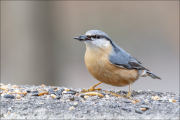 animalisch378