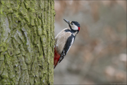 animalisch383