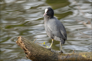 animalisch387