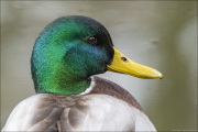 animalisch388