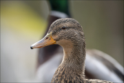 animalisch389