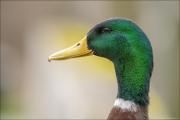 animalisch390