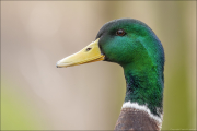 animalisch391