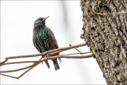 animalisch393