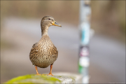 animalisch395
