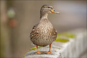 animalisch396