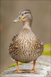 animalisch397