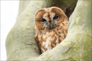 animalisch401